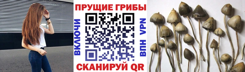 Галлюциногенные грибы мицелий  Купить  Воронеж 